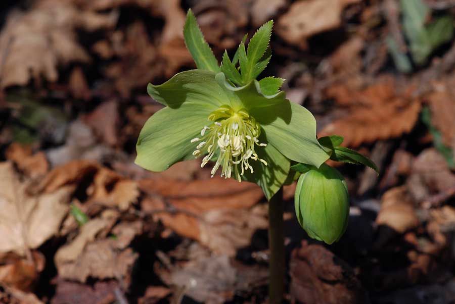 Helleborus viridis  / Elleboro verde